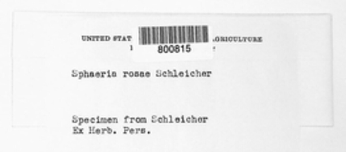 Guignardia rosae image